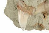 Fossil Mako Shark Teeth In Rock - Bakersfield, California #189079-3